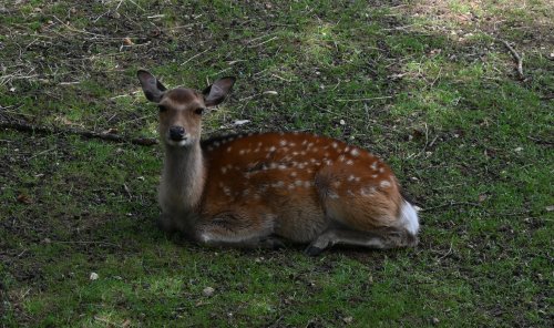Tiere_1