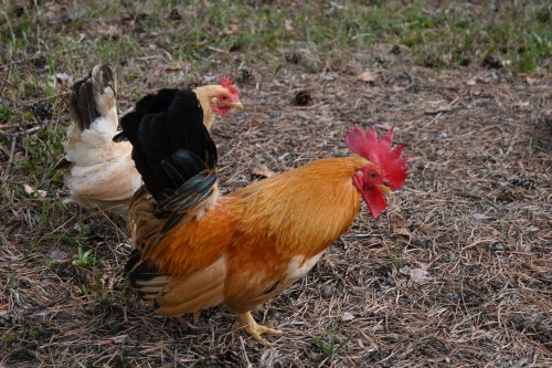 Tiere_6