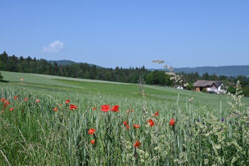 Landschaft12