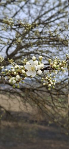 Frühling01
