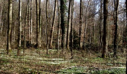 Frühling02