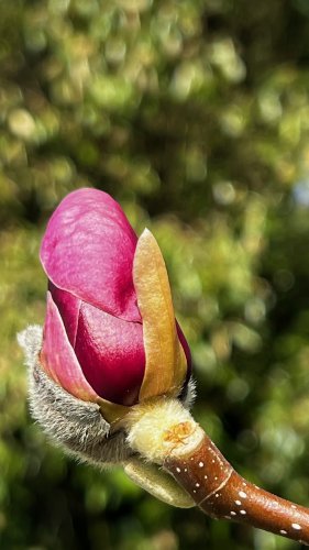 Frühling06