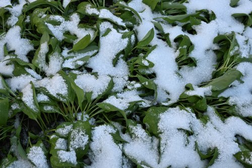 Frühling11