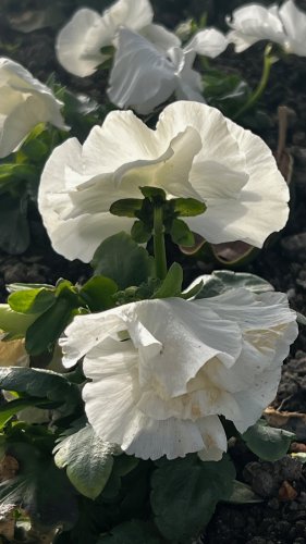 Frühling12