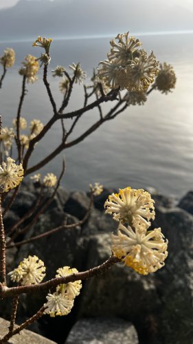 Frühling17