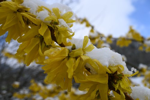 Frühling18