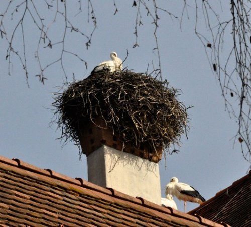 Frühling16